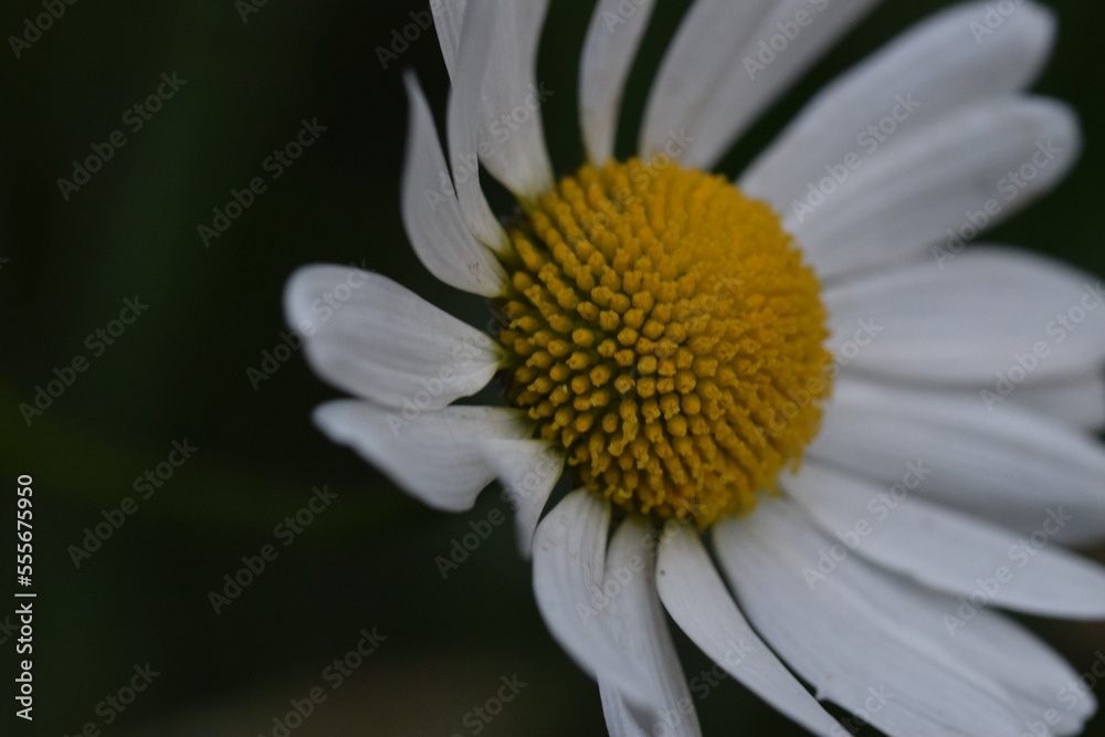 Fototapeta premium Oxeye Daisy From The Side