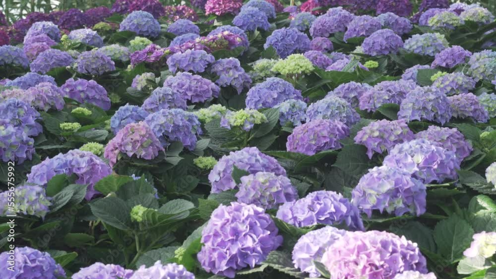 blooming violet purple blue hydrangea flower field garden horticulture