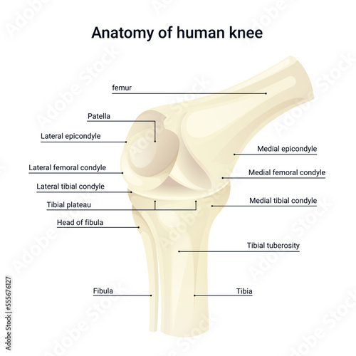 Diagram anatomy of human knee