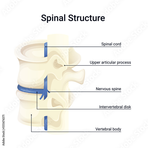 Anatomy structure of human spine vector