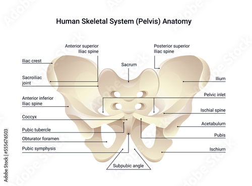 Human skeletal system pelvis anatomy, medical vector diagram illustration