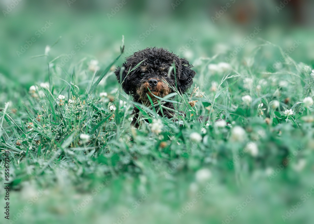 Fototapeta premium Puppy hiding in the grass