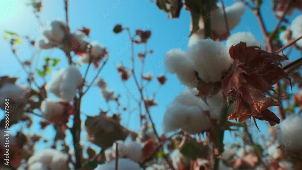 Closeup mature cotton plants bolls Closeup mature cotton plants bolls