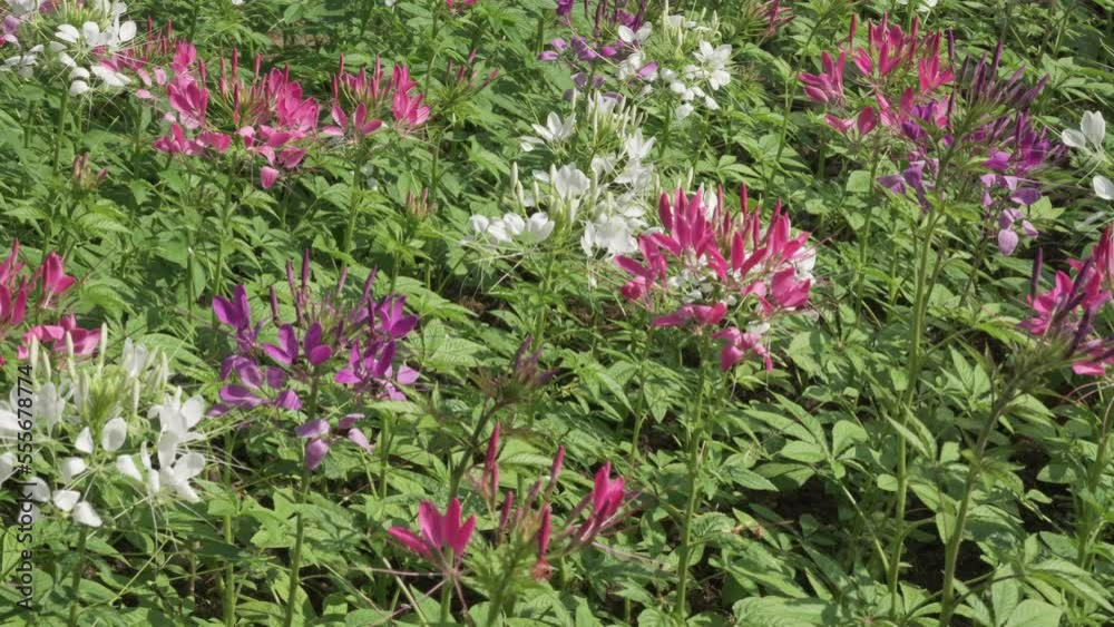 blooming pink purple white spider flower field garden horticulture blooming pink purple white spider flower field garden horticulture