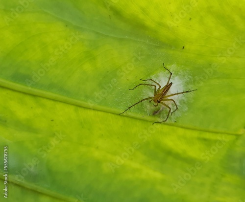 The spider sleeps in his nest. on the green leaf