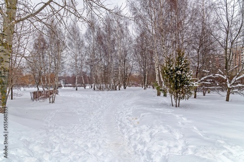A path in the snow between the trees © Valery Kleymenov