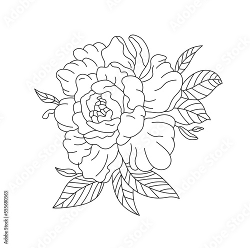 Vector isolated one single lush peony flower with leaves  colorless black and white contour line easy drawing