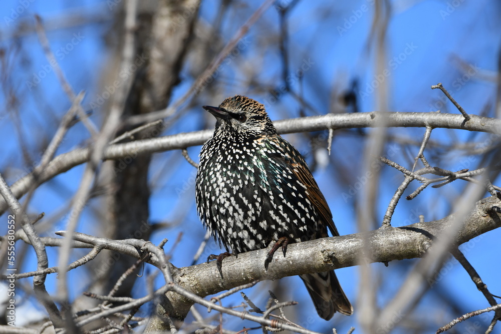 European Starling sits perched in a Buckthorn tree European Starling sits perched in a Buckthorn tree