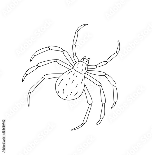 Vector isolated simple minimal big furry spider top view colorless black and white contour line easy drawing