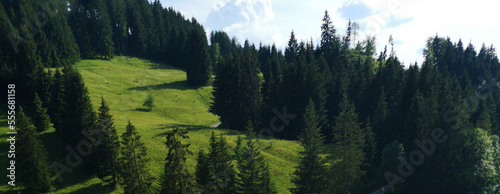 panorama of the forest  forest landscape with sky 