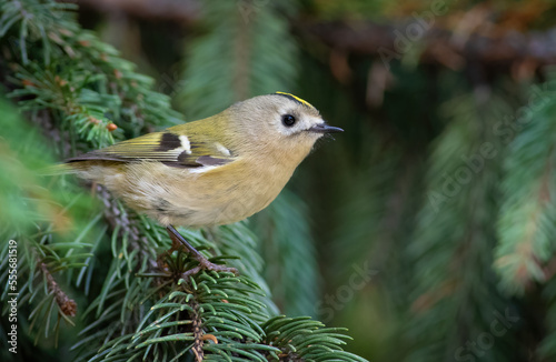 Goldcrest, Regulus regulus. A bird sits on a spruce branch © Юрій Балагула