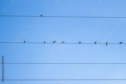 Birds on electrical wires. A bird stands alone  away from the others. Concept of exclusion  discrimination and loneliness.