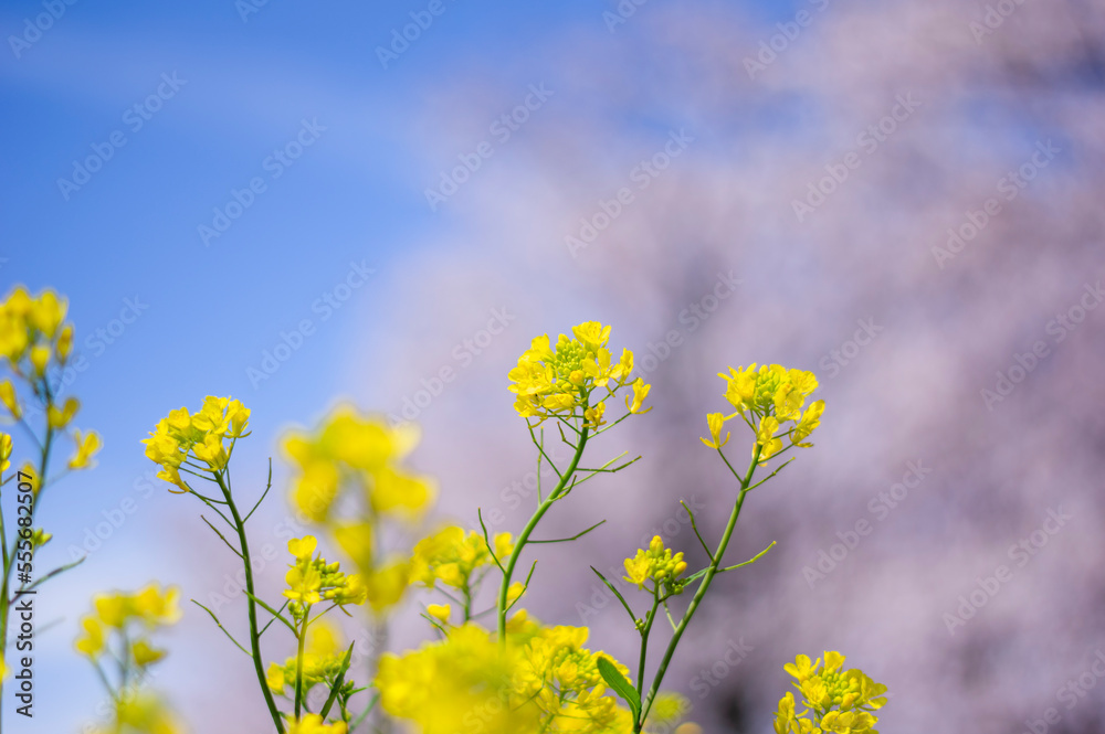 桜と菜の花