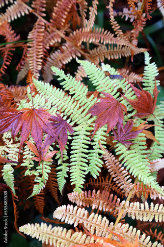 Fern fronds with japanese maple leaves, Derbyshire England 