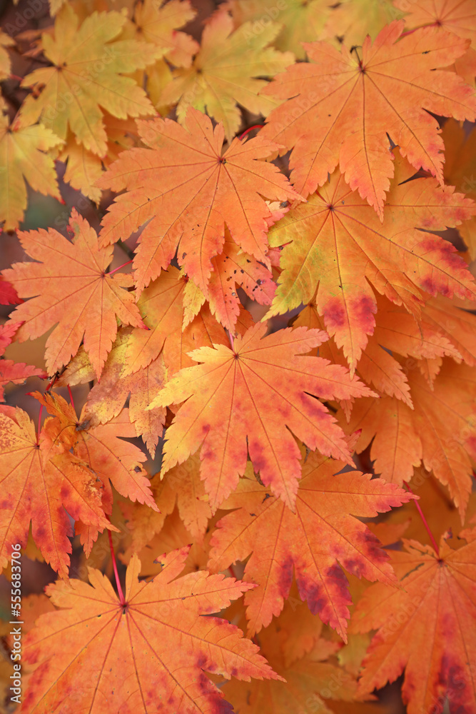 Orange Fullmoon Maple leaves in autumn, Derbyshire England
Orange Fullmoon Maple leaves in autumn, Derbyshire England