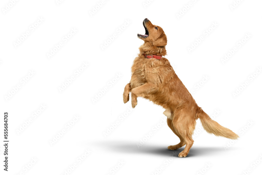 Golden retriever dog on a Transparent background with shadow. - obrazy, fototapety, plakaty 