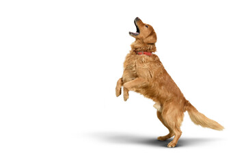 Golden retriever dog on a Transparent background with shadow.