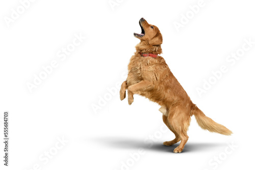 Golden retriever dog on a Transparent background with shadow.