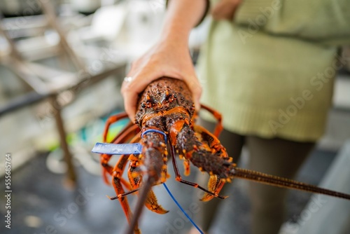 close up of a Catching live Lobster in America. lobster crayfish in Tasmania Australia. ready for chinese new year