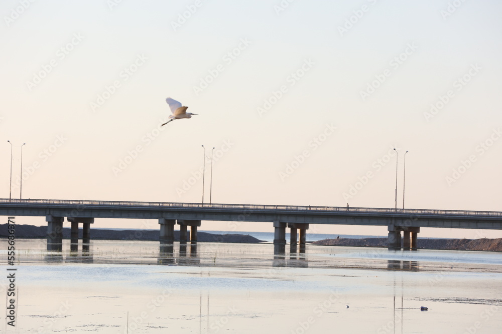 stork flying over the sea