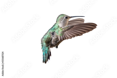 Costa's Hummingbird (Calypte costae) Photo, in Flight on a Transparent Background