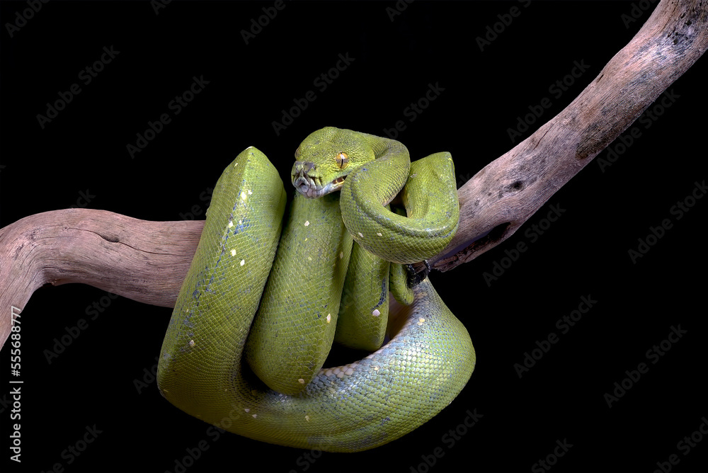 All Black Tree Python