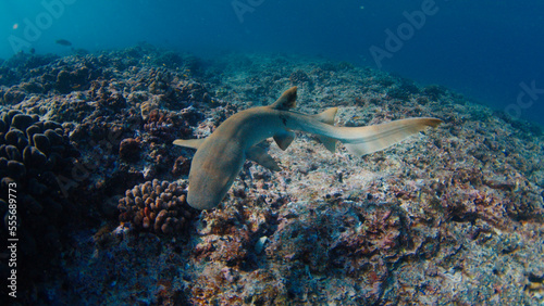 Fototapeta Naklejka Na Ścianę i Meble -  Nurse shark swims over the reef in a tropical sea