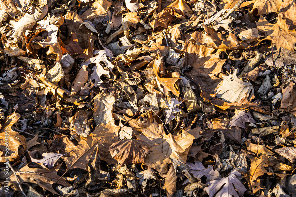 Dry brown leaves fallen on the ground as the fall season has come to an end. Dry brown leaves fallen on the ground as the fall season has come to an end.