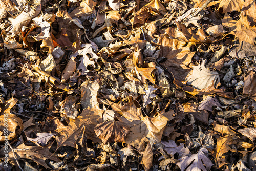 Dry brown leaves fallen on the ground as the fall season has come to an end.