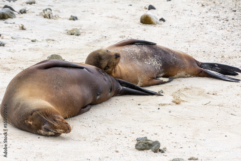 Fototapeta premium A sea lion cub rests upon its mother at the beach on Isla Genovesa in the Galapagos, Ecuador.