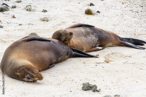 A sea lion cub rests upon its mother at the beach on Isla Genovesa in the Galapagos, Ecuador.