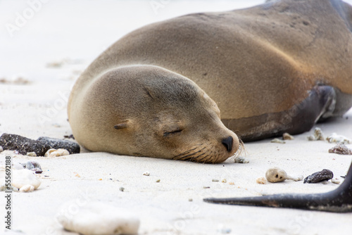 A sleeping sea lion on the beach on Isla Genovesa in the Galapagos, Ecuador.
