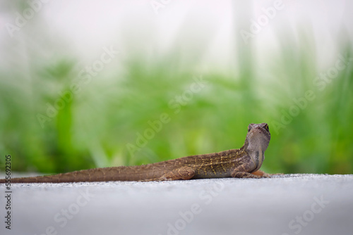 Macro closeup of blown alone lizard warming on summer sun. Anolis sagrei small reptile in native to Florida USA