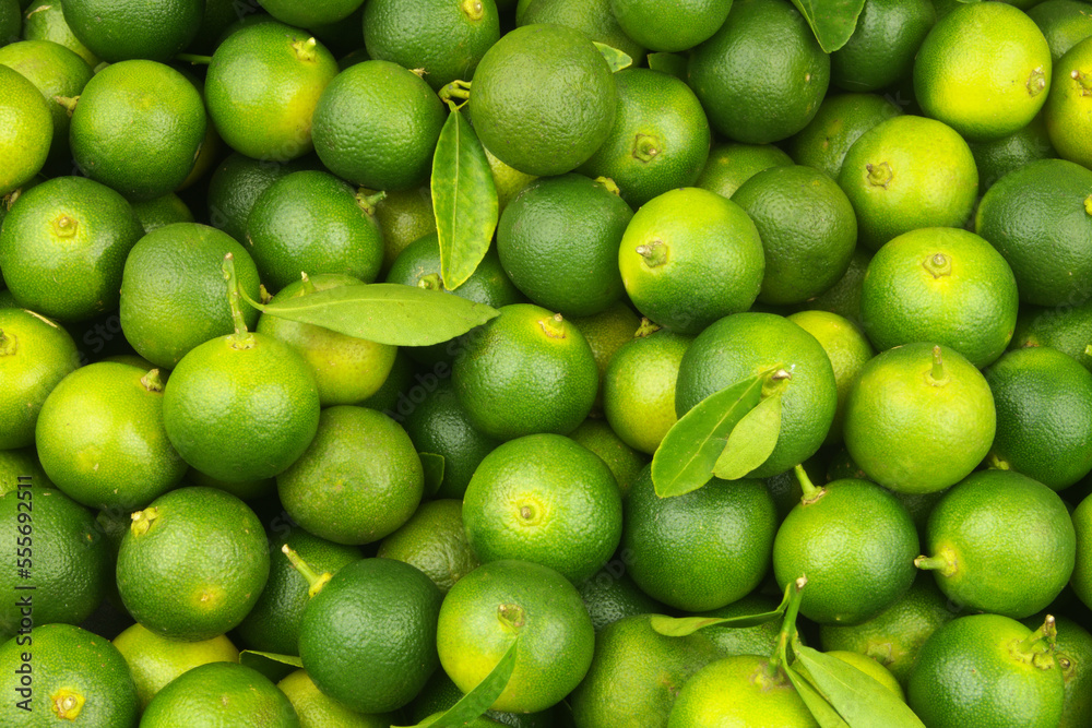 Many fresh calamansi limes fruits as background Many fresh calamansi limes fruits as background