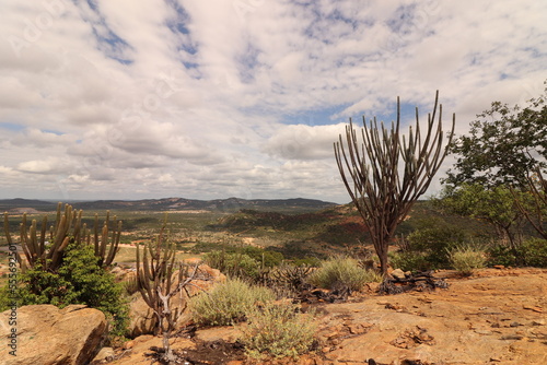 cactus in the caatinga. Brazilian biome. brown soil and blue sky photo