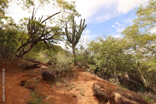 TREES AND VEGETATION OF THE CAATINGA BIOME IN NORTHEAST BRAZIL. CACTUS AND MANDACARU