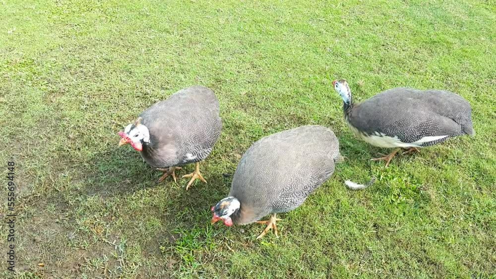 A group of guineafowl or guinea fowl foraging in the grass field on a farm A group of guineafowl or guinea fowl foraging in the grass field on a farm