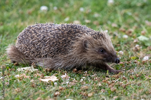hedgehog in the summer  grass