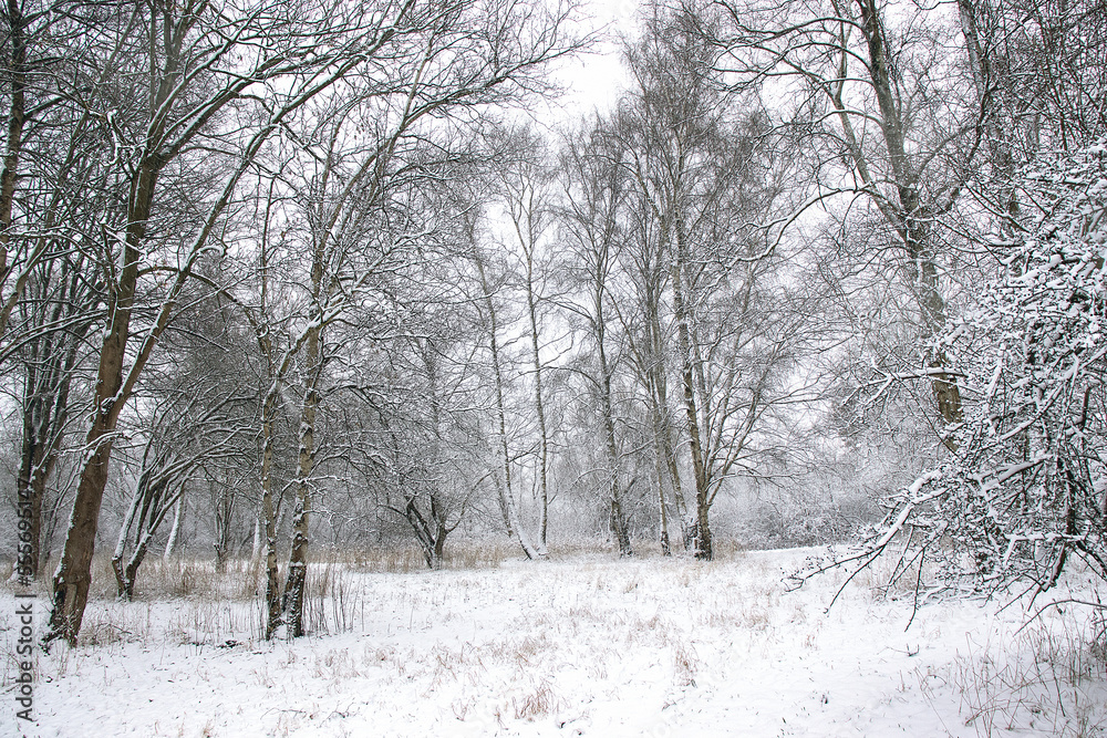Winter snowy forest. Trees in the snow. Winter snowy forest. Trees in the snow.