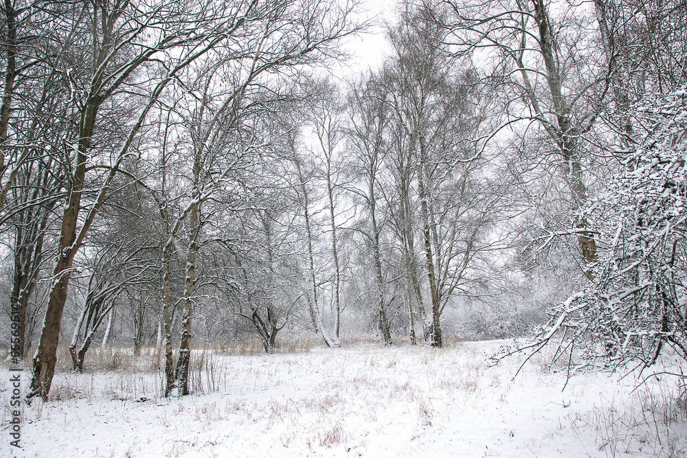 Winter snowy forest. Trees in the snow.