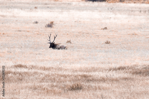 A large bull elk in a field in the Rocky Mountain National Park in Colorado.