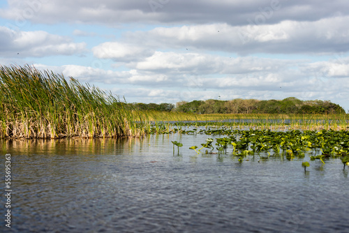 A view of the Florida Everglades taken from an air boat. Cloudy skies, green grass and lilly pads are featured. photo