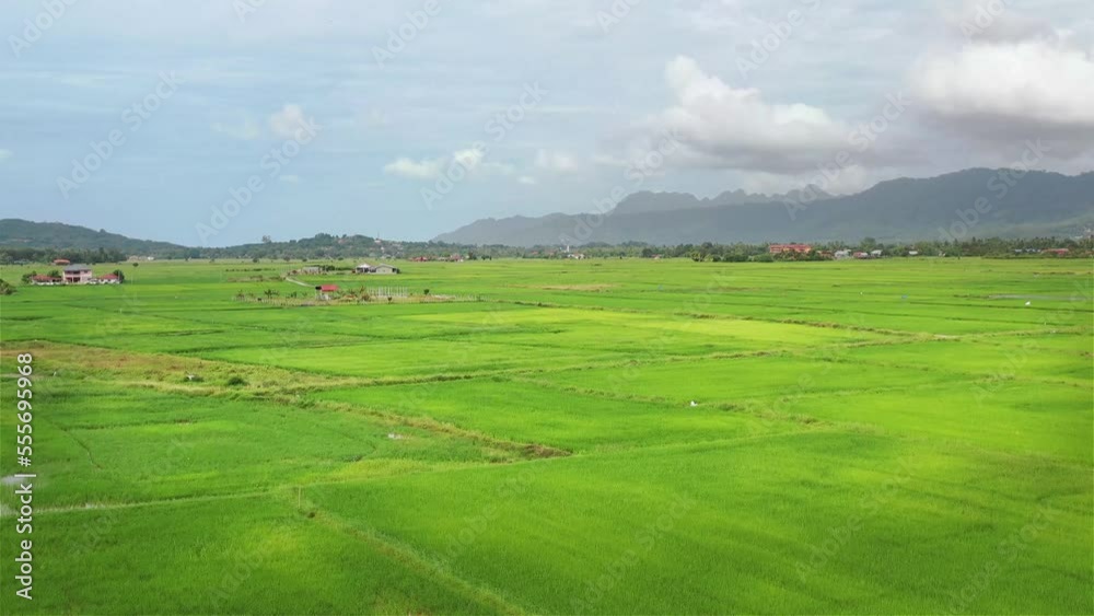 Aerial view over green lush paddy field at the sunset valley Langkawi, Malaysia. Blue sky with white clouds on the horizon. Endless rice field, agriculture on the tropical malaysian island Langkawi Aerial view over green lush paddy field at the sunset valley Langkawi, Malaysia. Blue sky with white clouds on the horizon. Endless rice field, agriculture on the tropical malaysian island Langkawi