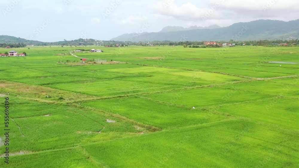 Aerial view over green lush paddy field at the sunset valley Langkawi, Malaysia. Blue sky with white clouds on the horizon. Endless rice field, agriculture on the tropical malaysian island Langkawi Aerial view over green lush paddy field at the sunset valley Langkawi, Malaysia. Blue sky with white clouds on the horizon. Endless rice field, agriculture on the tropical malaysian island Langkawi
