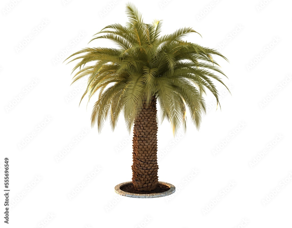 Coconut palm tree isolated on white background. 3d rendering. Coconut palm tree isolated on white background. 3d rendering.