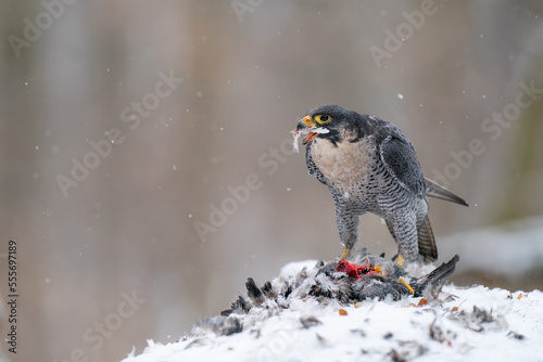 Εκτύπωση καμβά peregrine falcon eating