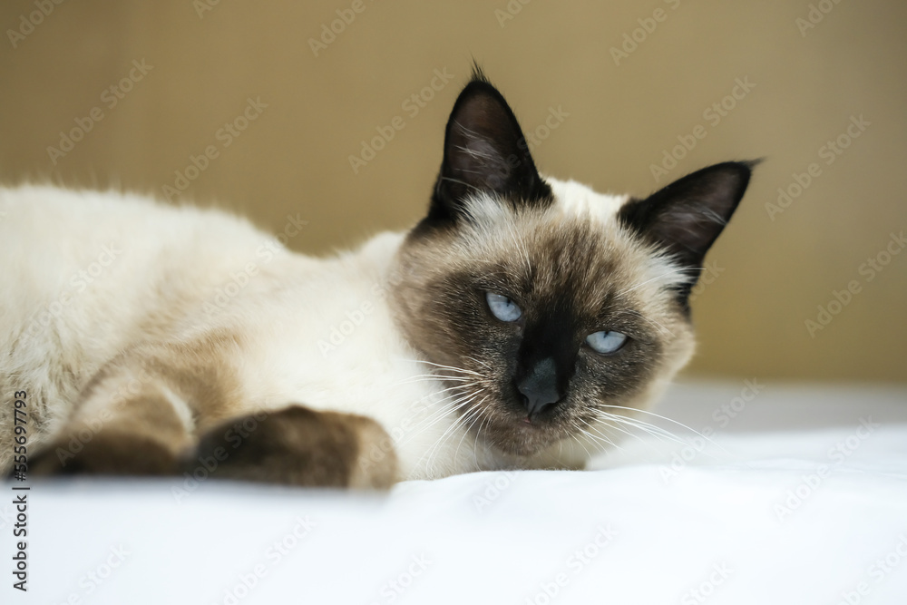A fluffy Siamese cat with blue eyes is resting on the bed. Side view, close-up.