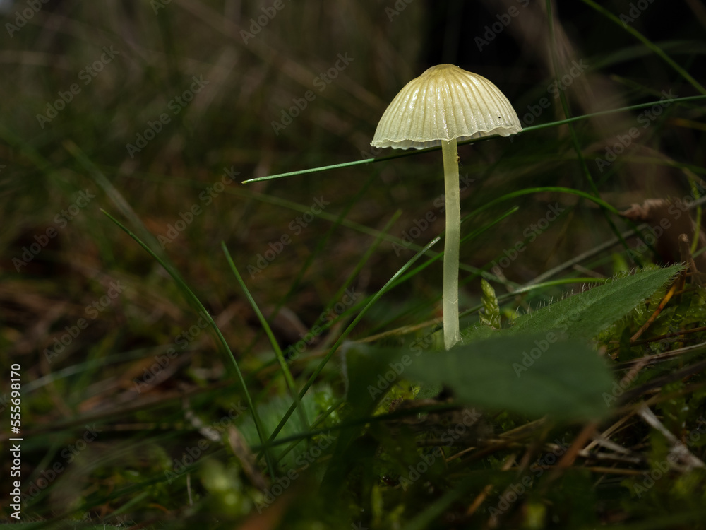 Pilz Pilz