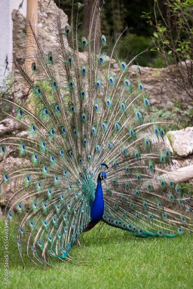 Obraz premium Sideview of Beautiful Male Peacock with Open Tail