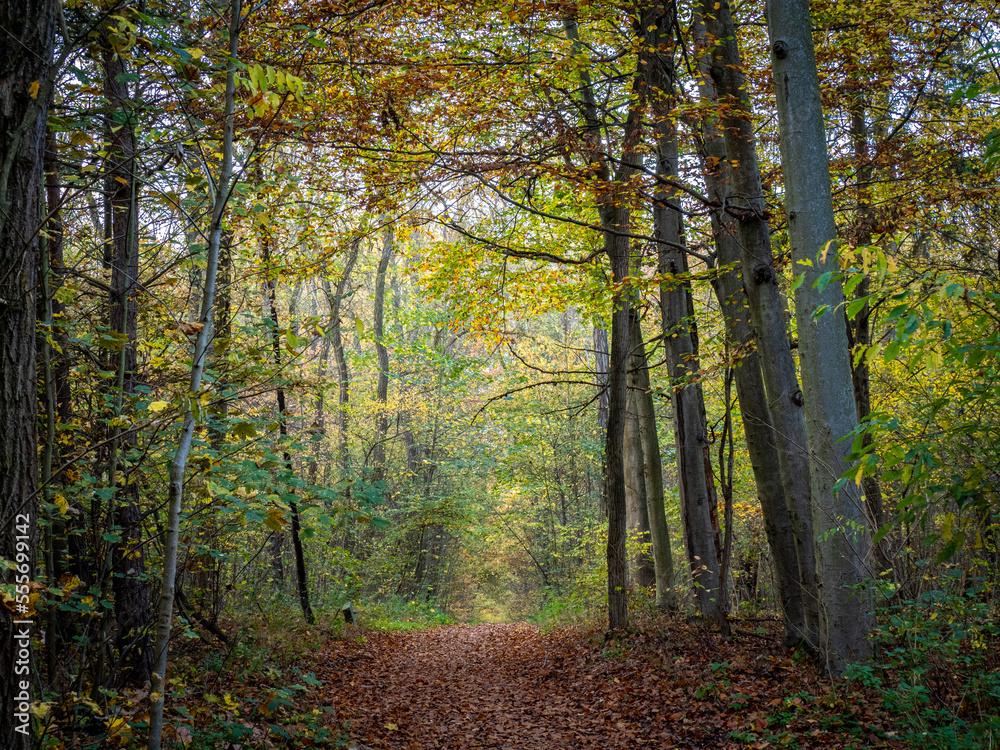 Fototapeta premium Herbst